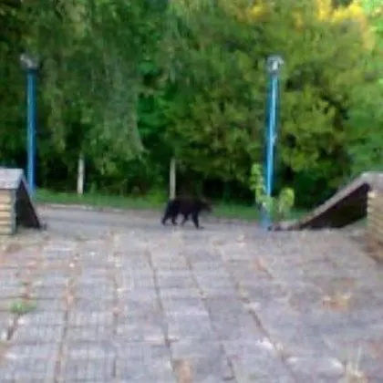 "Нов пазач": Мече се появи до село в Габровско СНИМКА
