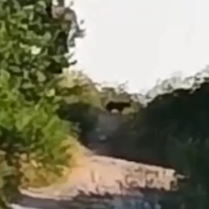 Диво животно отглеждано в домашни условия би проявило агресия към