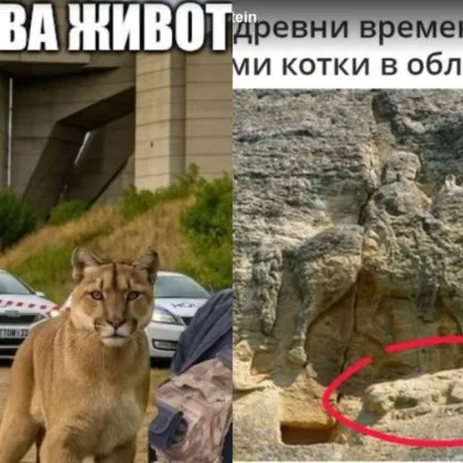 След като в Шумен започна издирване на пантера забелязана в