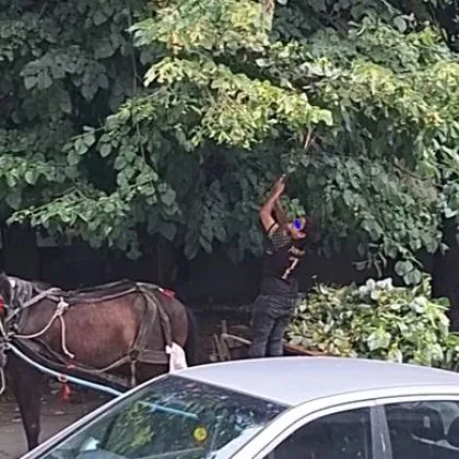 Съмнения за нарушения заради липов цвят в Ловеч ВИДЕО