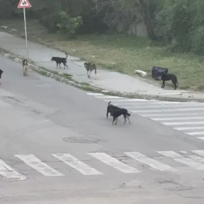 Глутница кучета превзе кръстовище, притесни цял град СНИМКИ