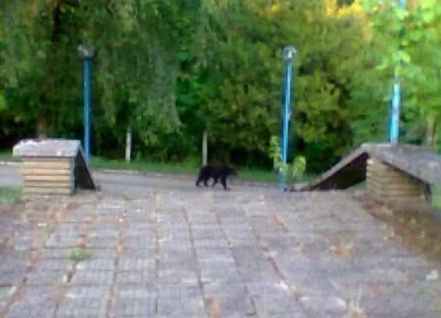 "Нов пазач": Мече се появи до село в Габровско СНИМКА