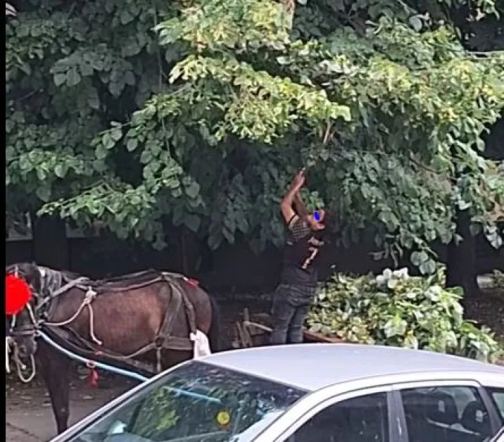 Съмнения за нарушения заради липов цвят в Ловеч ВИДЕО