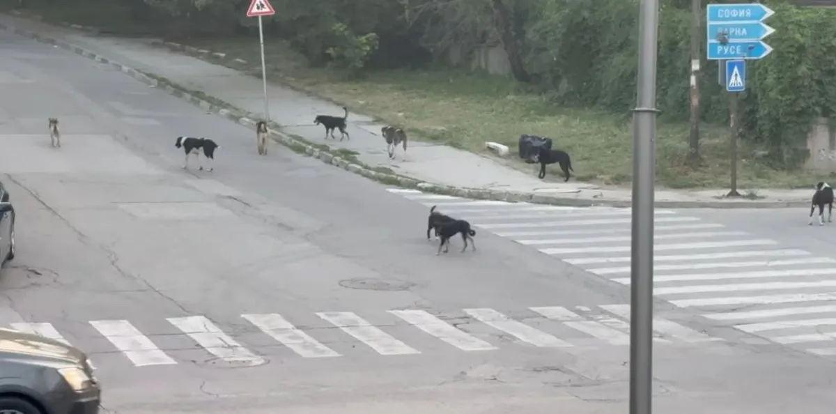 Глутница кучета превзе кръстовище, притесни цял град СНИМКИ
