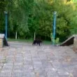 "Нов пазач": Мече се появи до село в Габровско СНИМКА