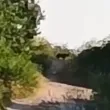 Пантера е издирваното животно в Шуменското плато