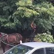 Съмнения за нарушения заради липов цвят в Ловеч ВИДЕО