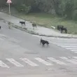 Глутница кучета превзе кръстовище, притесни цял град СНИМКИ