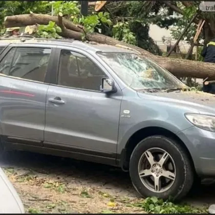 Огромен клон се стовари върху кола на ул Бетховен в