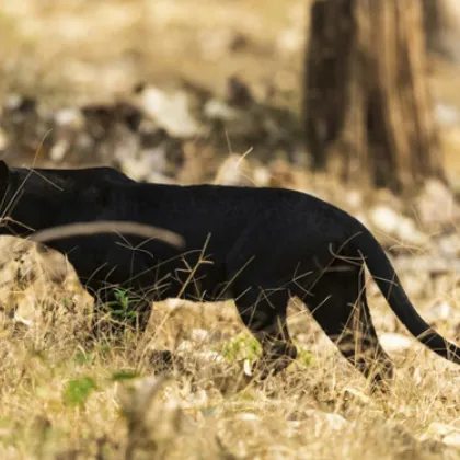Няма следа от голямата котка която бе забелязана на Шуменското