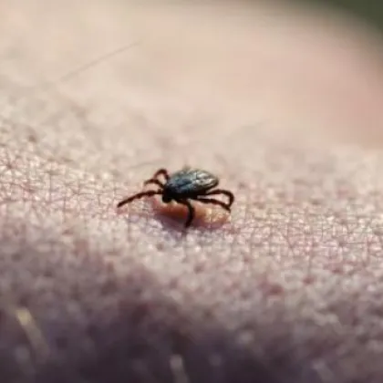 В сезона на кърлежите над 100 лева може да