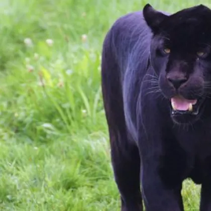 Продължава издирването на пантерата която вдигна на крак властите в