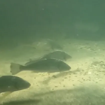 Нашето Черно море привлича все повече внимание — не само