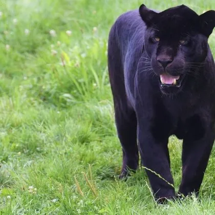 Въведените мерки за пълна забрана за достъп до територията на