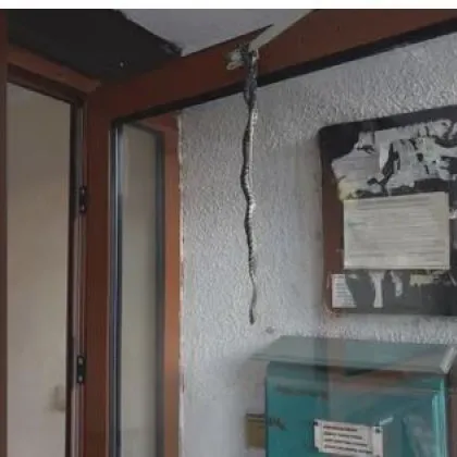 Змия висна на входната врата на жилищен За това сигнализира