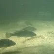 Регистрираха 20 нови вида риби в Черно море