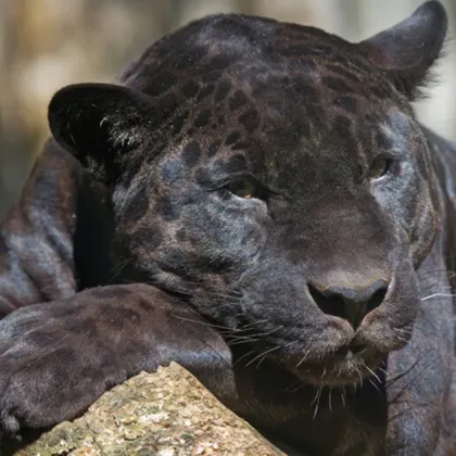 На 500 метра от Мемориалния комплекс Създатели на българската държава