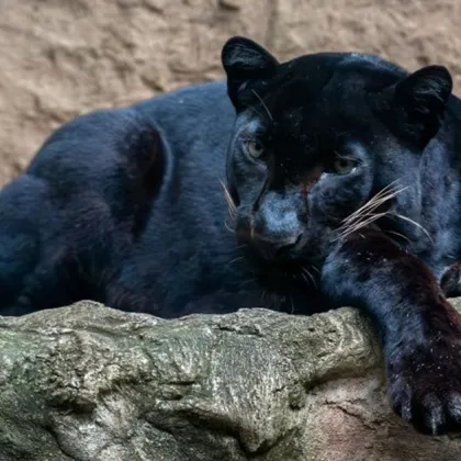 Издирването на черния леопард забелязан в района на Шуменското плато