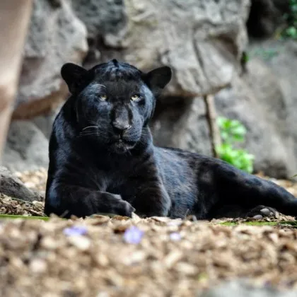 Митниците у нас не отчитат ръст на заловени контрабандни екзотични