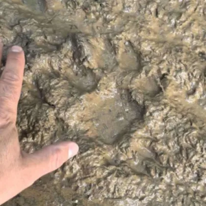 Четвърти ден продължава издирването на опасния хищник край Шумен И