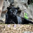 Ето колко струва да си купиш екзотична котка