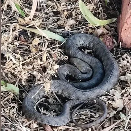 Лятото е в разгара си но с жегите зачестяват и