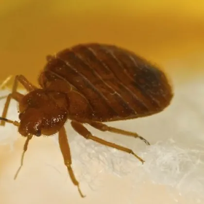 В Спешния център във Видин е установено нашествие на дървеници