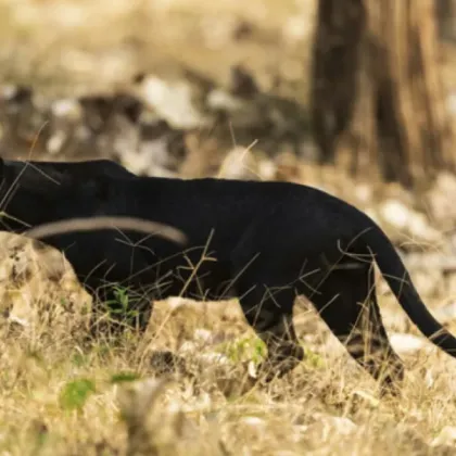 Продължава издирването на черния леопард край Шумен В опит да
