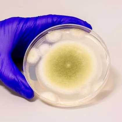 Изследователи са използвали смъртоносна гъба Aspergillus flavus за да създадат