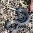 "Люлин е опасен": змия се появи на поляна в квартала СНИМКА