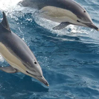 Докато астрономи се взират в небето с надеждата да уловят