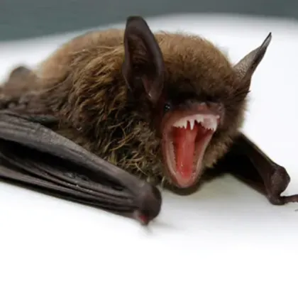 Изследователи са открили два нови вируса в летящи бозайници които