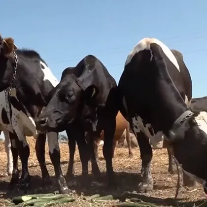 В знак на протест срещу вноса който срина изкупните цени
