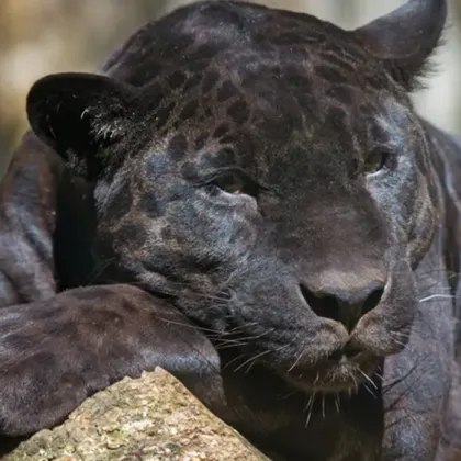 Пореден ден в издирване на шуменската пантера Полицията в града