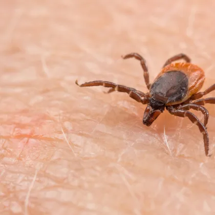 Сериозен сигнал за опасност от кърлежи беше отправен от жителка