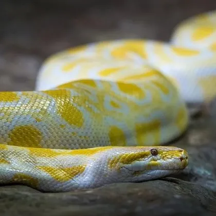 В центъра на Варна е открита необичайна змия – албинос