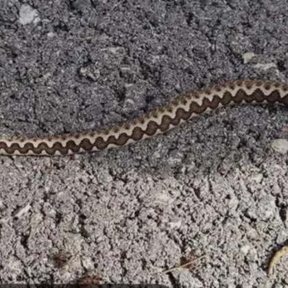 Кметицата на карловското село Пролом г жа Ангелина Колева отправи важно