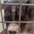 Зевс е жив! Считаният за убит питбул беше открит в приют на "Екоравновесие" ВИДЕО