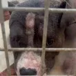 Зевс е жив! Считаният за убит питбул беше открит в приют на "Екоравновесие" ВИДЕО