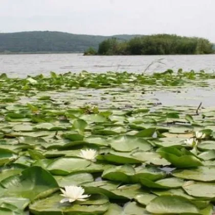 Горещото време е причина за бързото понижаване на нивото на