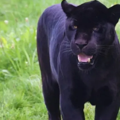 Нов сигнал за появата на черния леопард който вече седмица