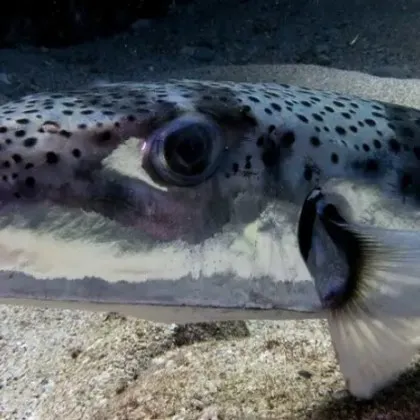 Учените са разтревожени от откритието на опасна риба в Черно