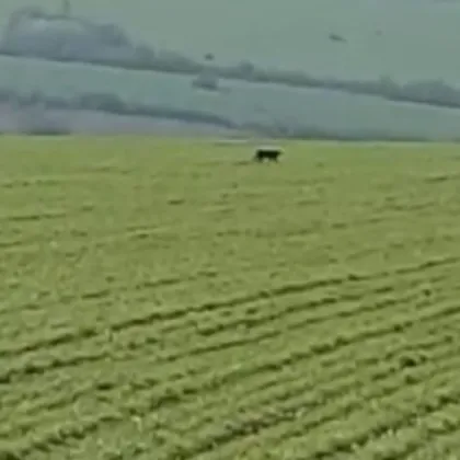 Не са установени налични клетки или помещения за отглеждане на