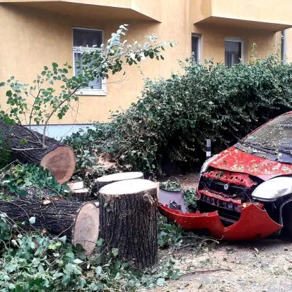 Дърво се е стоварило в София тази нощ Вследствие на