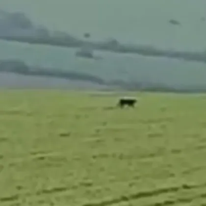 Трябва да се помисли дали да се пусне системата BG