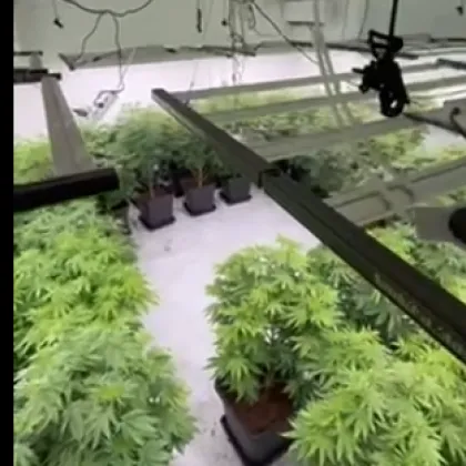 При провеждане на специализирана полицейска акция на територията на София са разкрити