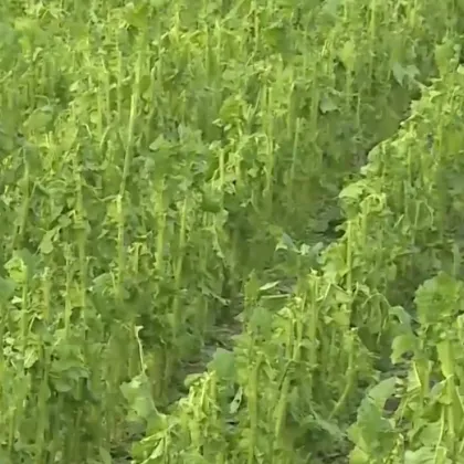 Градушка с размерите на орех удари благоевградската община Гърмен Има