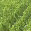 Жители на Благоевградско след градушката: Загубите са 100%