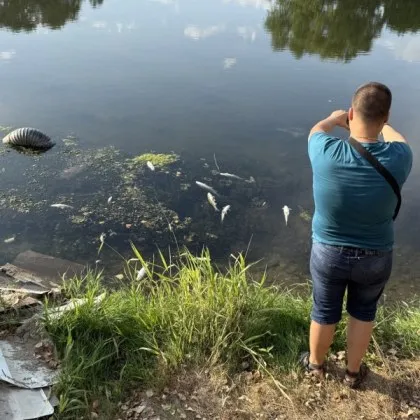 Сигнал за наличие на умряла риба в река Марица в