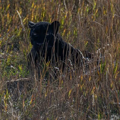 Полицията ще проверява двама братя познати в Шумен с прякора